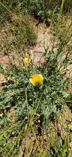 Glaucium fimbrilligerum (Glaucium fimbrilligerum)