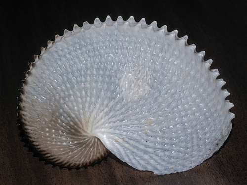 Argonauta nodosus observed 2026-05-28