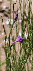 Dodartia orientalis, photograph author not stated, no rights reserved