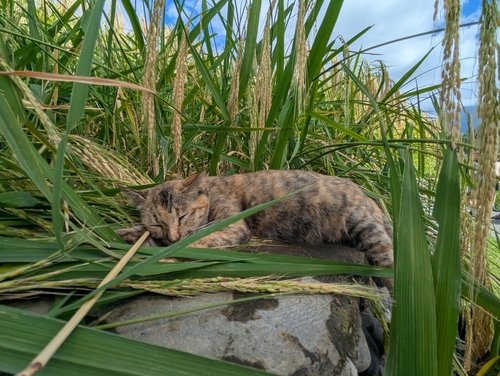 Domestic Cat