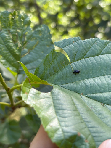 Birch Leaf-rolling Weevil
