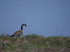 Branta canadensis moffitti