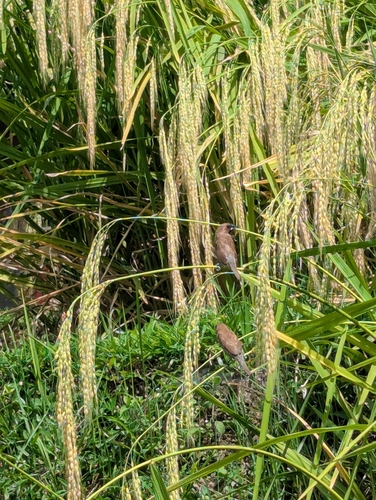 Scaly-breasted Munia