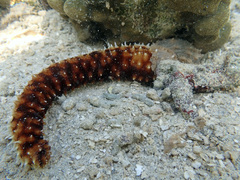 Holothuria hilla