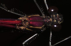 Hetaerina fuscoguttata