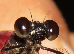 Hetaerina fuscoguttata