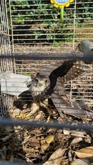 Falco columbarius suckleyi
