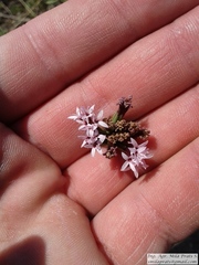 Stevia satureiifolia