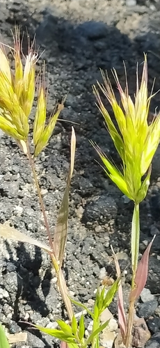 Bromus scoparius, photograph 2