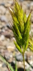 Bromus scoparius, photograph author not stated, no rights reserved