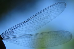 Hetaerina fuscoguttata