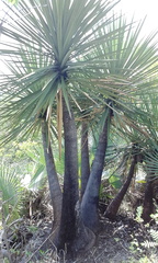 Yucca mixtecana