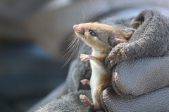 Peromyscus simulus