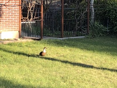 Anas platyrhynchos domesticus