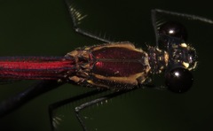 Hetaerina fuscoguttata