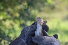 Peromyscus simulus
