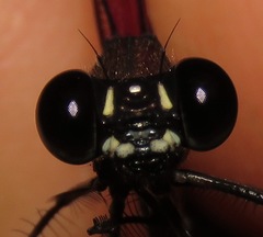 Hetaerina fuscoguttata