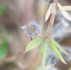 Galium murale, photograph (c) Pto, some rights reserved (CC BY)