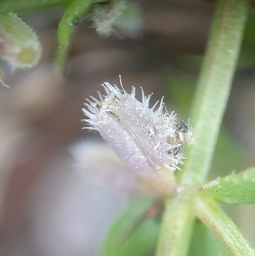 Galium murale, photograph 6