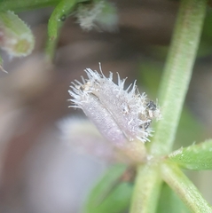 Galium murale, photograph (c) Pto, some rights reserved (CC BY)
