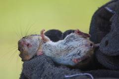 Peromyscus simulus