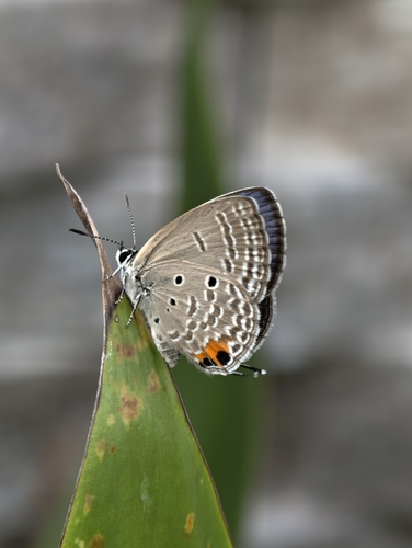 Plains Cupid
