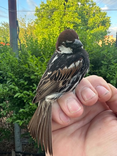 Spanish Sparrow (Passer hispaniolensis), photo 8