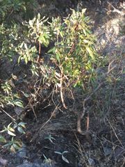 Comarostaphylis glaucescens