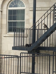 Sciurus carolinensis