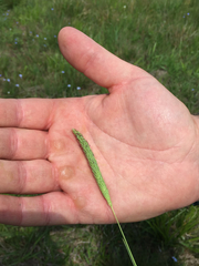 Phalaris caroliniana