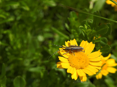 Agapanthia suturalis