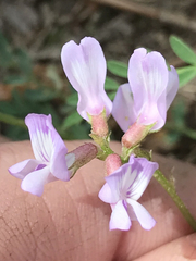 Astragalus distortus