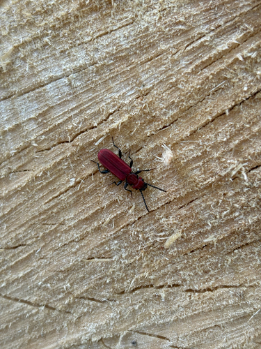 Cucujus cinnaberinus