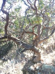 Comarostaphylis glaucescens