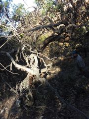 Comarostaphylis glaucescens