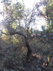 Comarostaphylis glaucescens