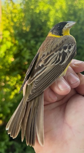 Black-headed bunting