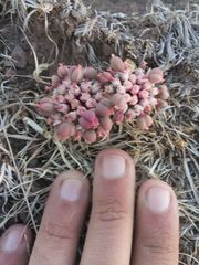 Euphorbia radians