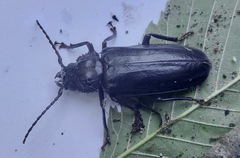 Mallodon dasystomus