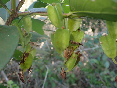 Dioscorea sylvatica, photograph 6