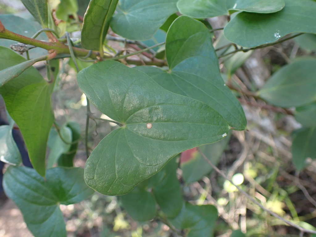 Dioscorea sylvatica; photograph (c) Nicola van Berkel, some rights reserved (CC BY-SA)