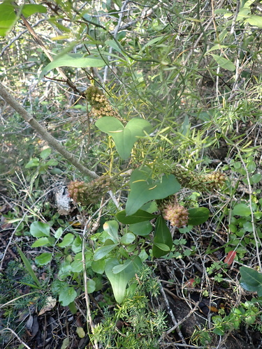 Dioscorea sylvatica, photograph 5