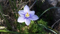 Nemastylis geminiflora