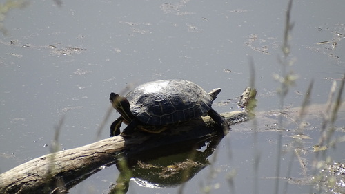 Red-eared Slider