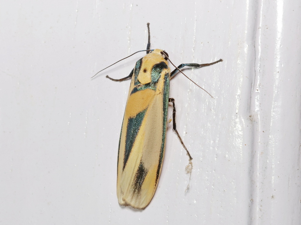 Chrysorabdia pinratanai