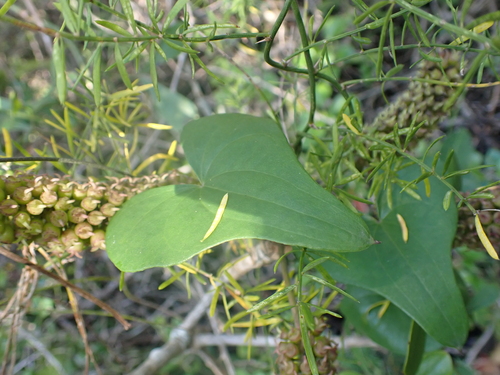 Dioscorea sylvatica, photograph 4