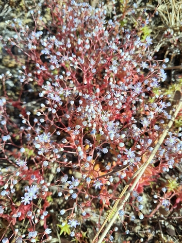 Sedum caeruleum, photograph 2