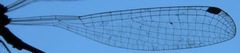 Palaemnema