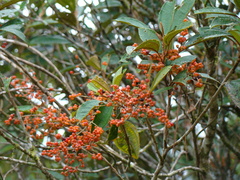 Miconia cinerascens