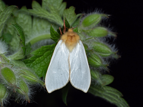 Ghost Moth